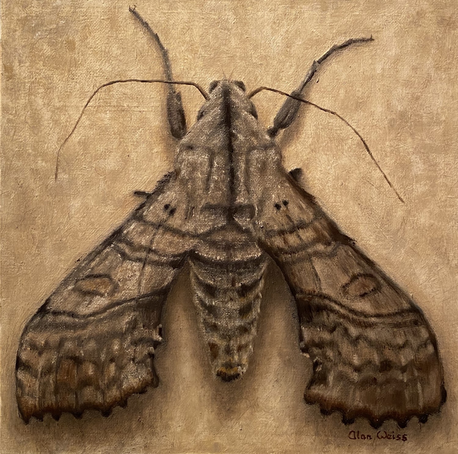 Hawk Moth (1500 x 1486)